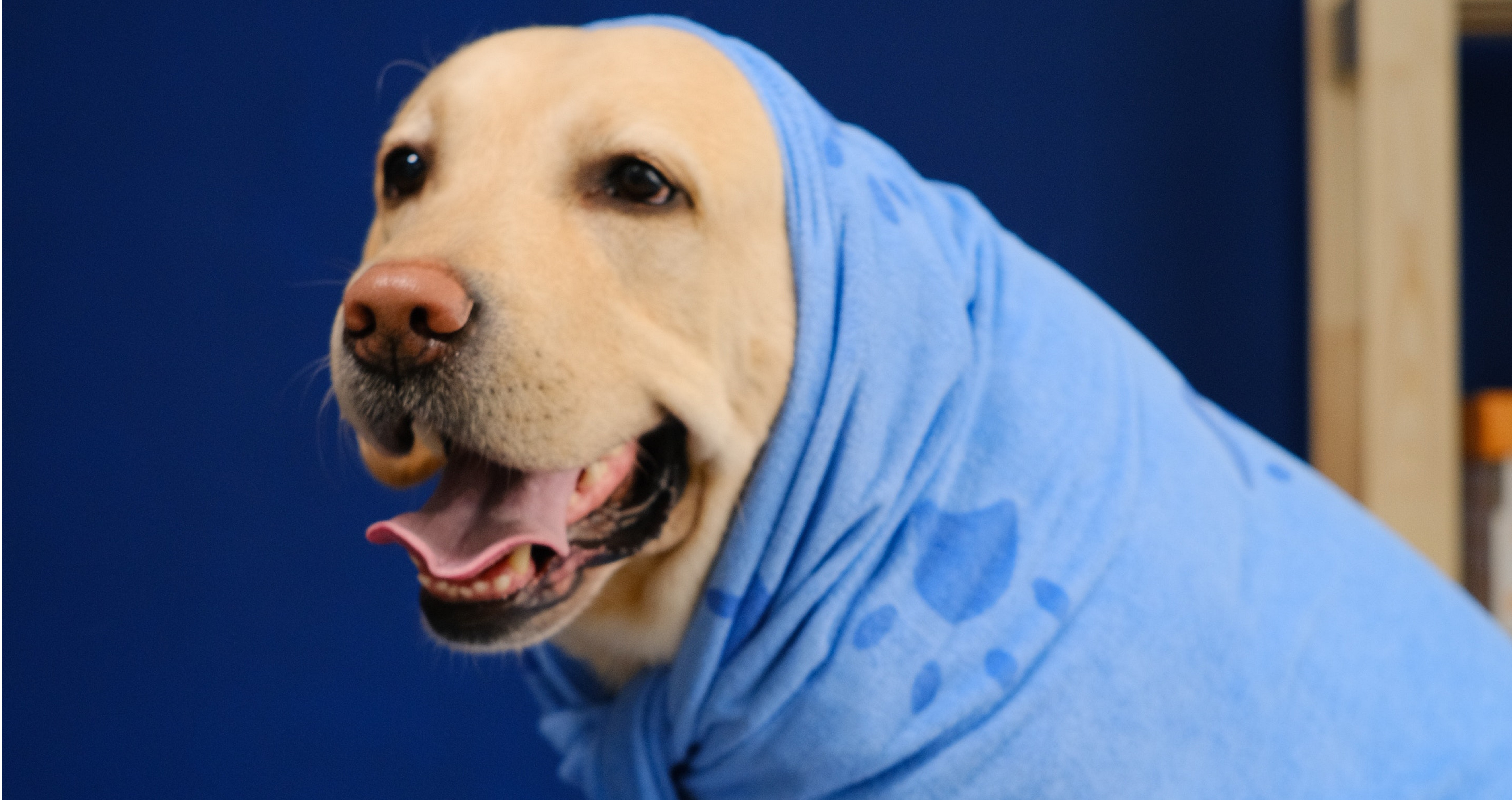 5 Essential Tips for Keeping Your Pet Well-Groomed