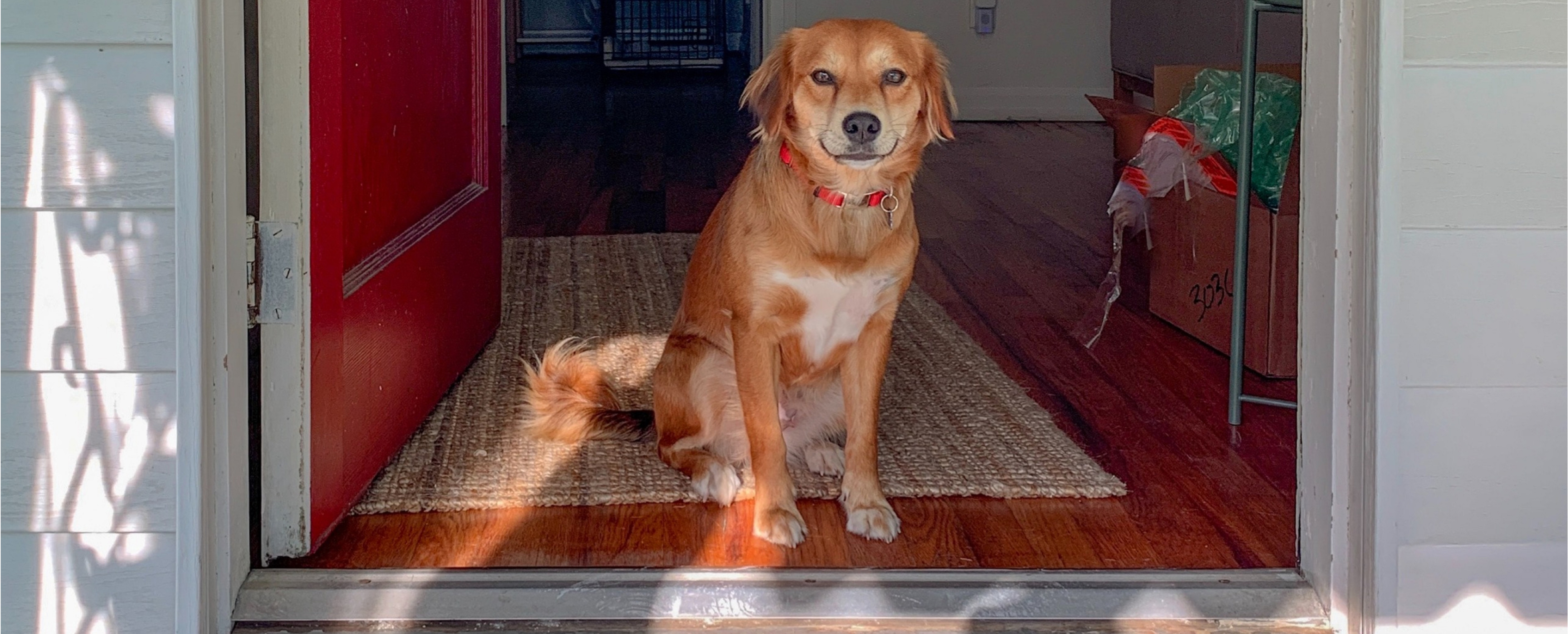5 Essential Tips for Properly Caring for Your Furry Friends
