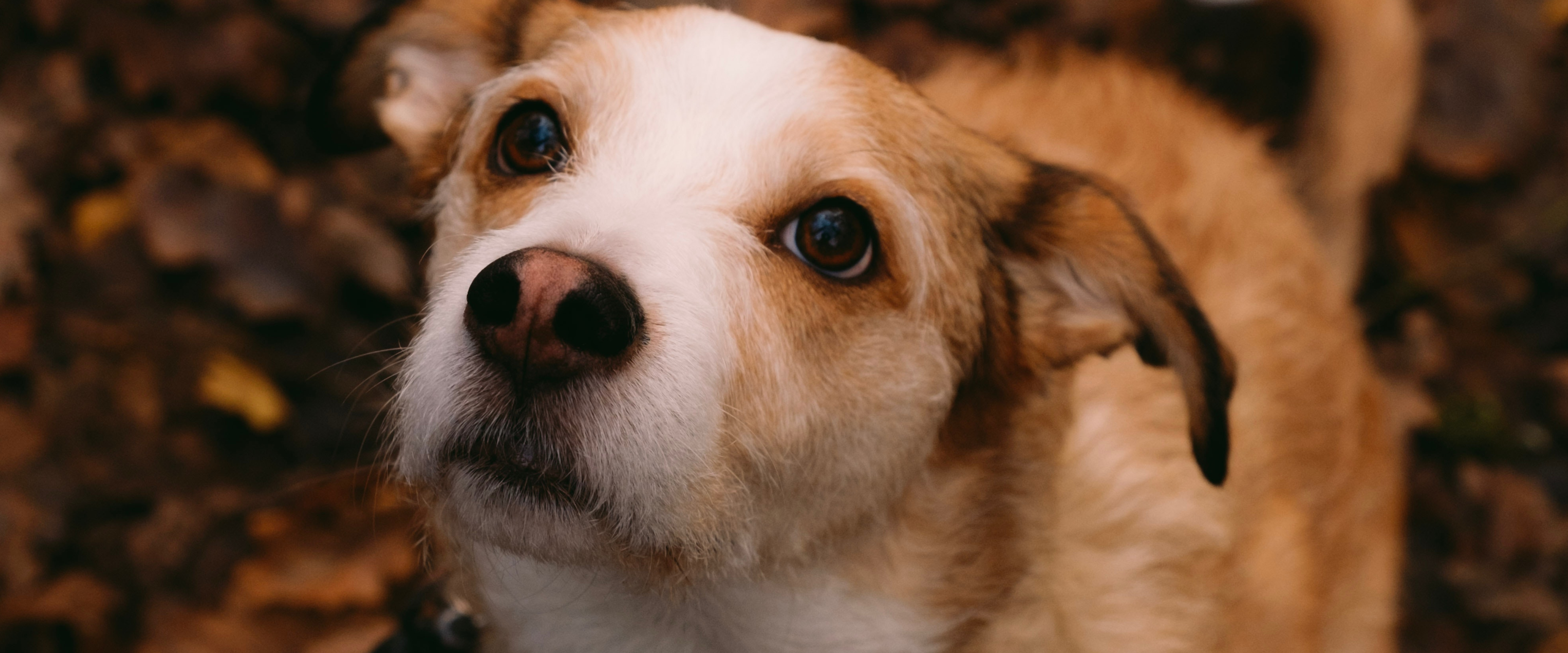 Establishing A Daily Routine For Your Pets Is Essential For Their Overall Well-Being And Happiness.