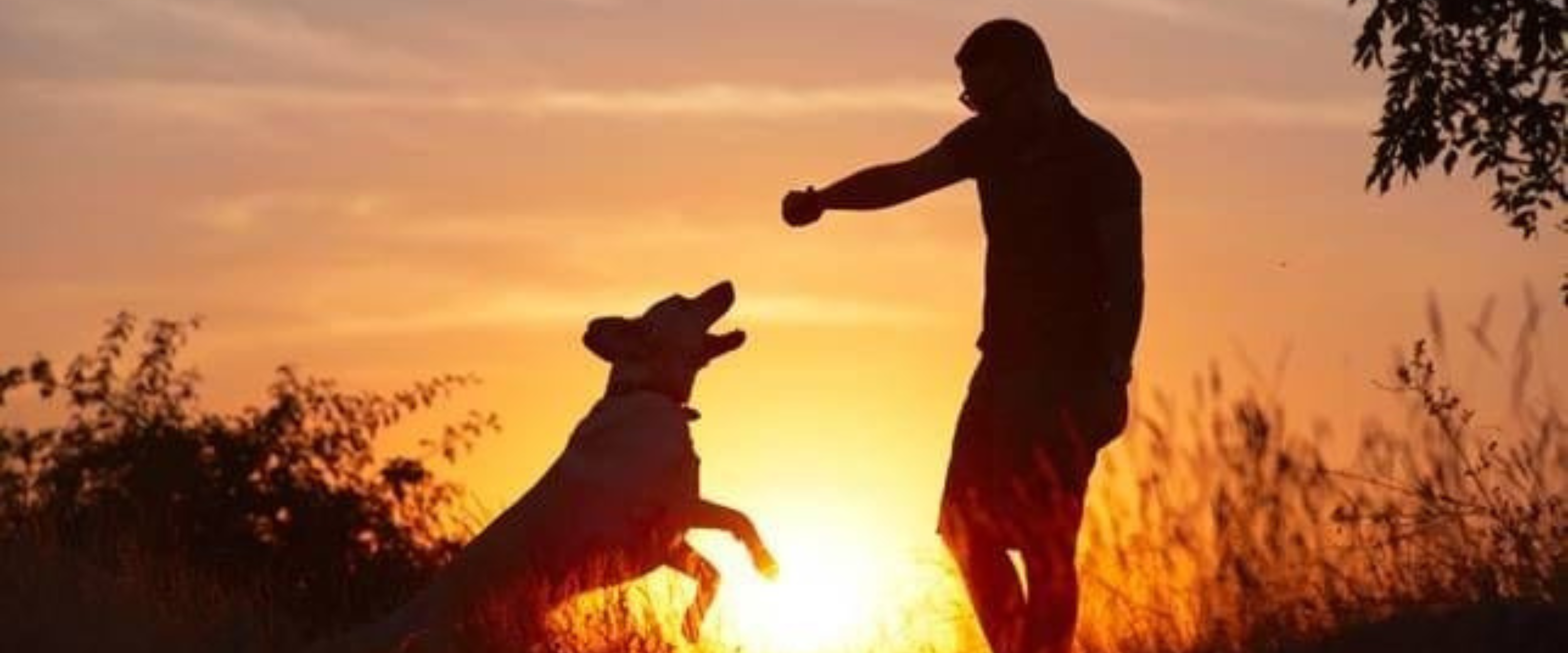 The Bond Between A Pet Owner And Their Animal Can Be A Special And Meaningful One, Full Of Unconditional Love And Support.